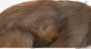 monkey skin fur  0002